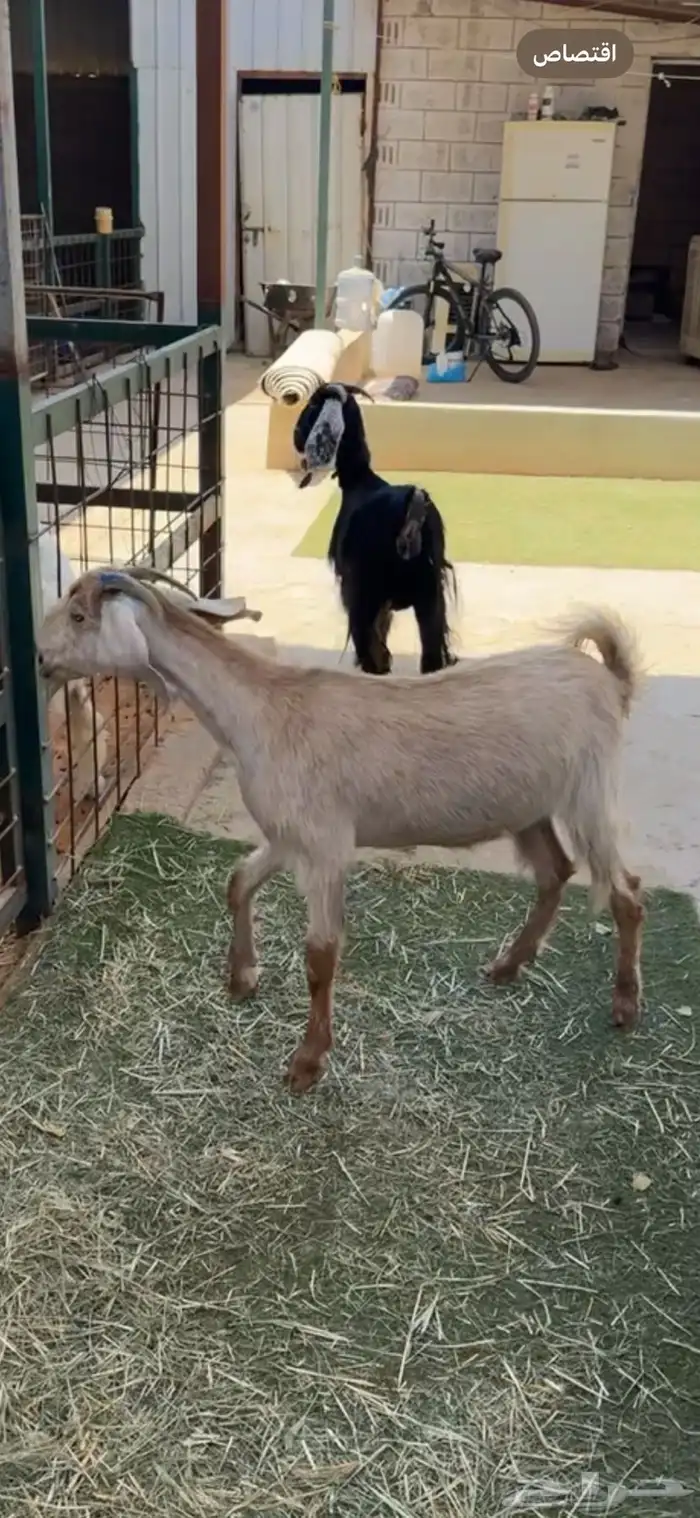 معزا دفيع شرط ثنيات الصحه شرط 0