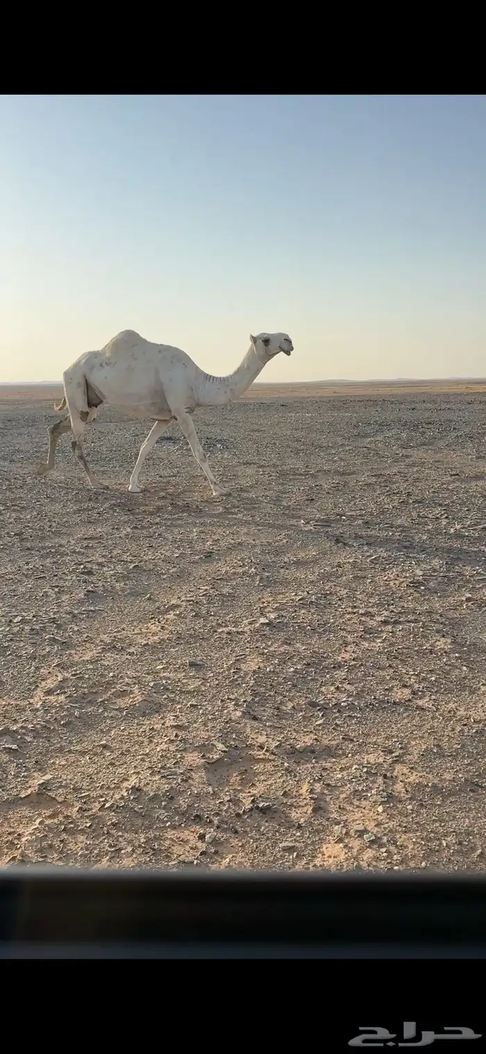 عشراء ثنو تحتها قعود 1