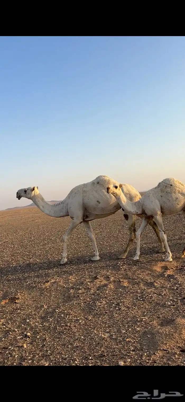 عشراء ثنو تحتها قعود 0