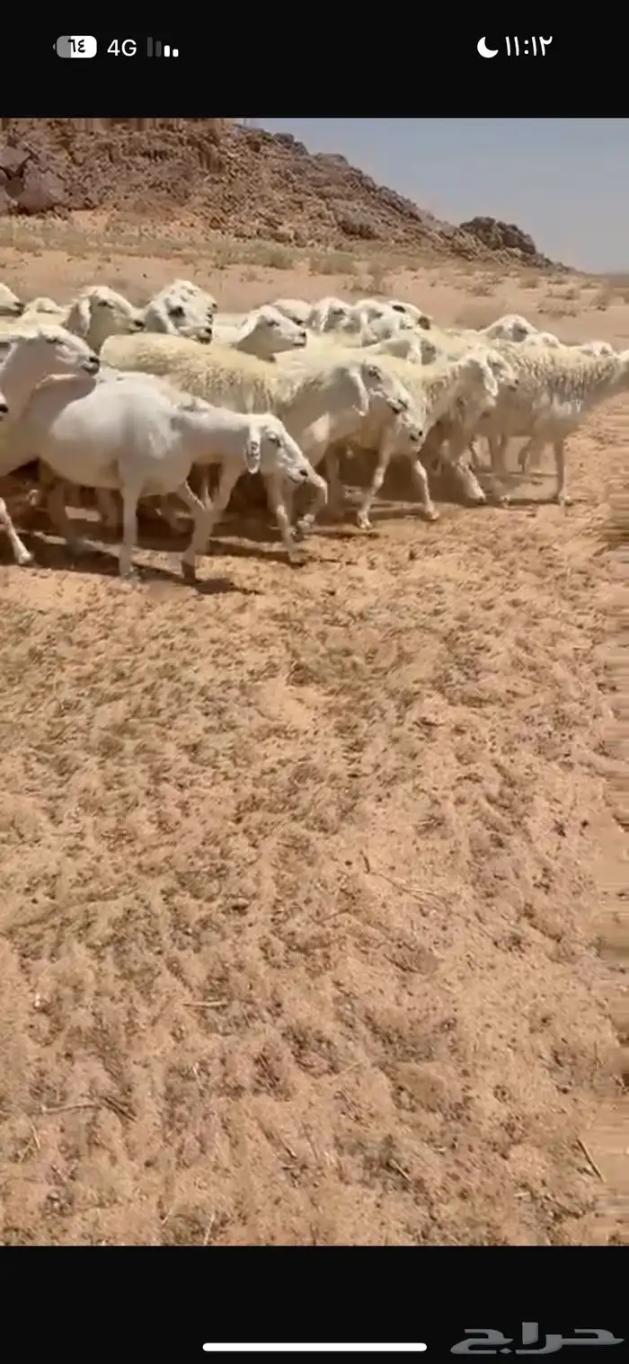 غنم مراح واحد منوت القناي 3