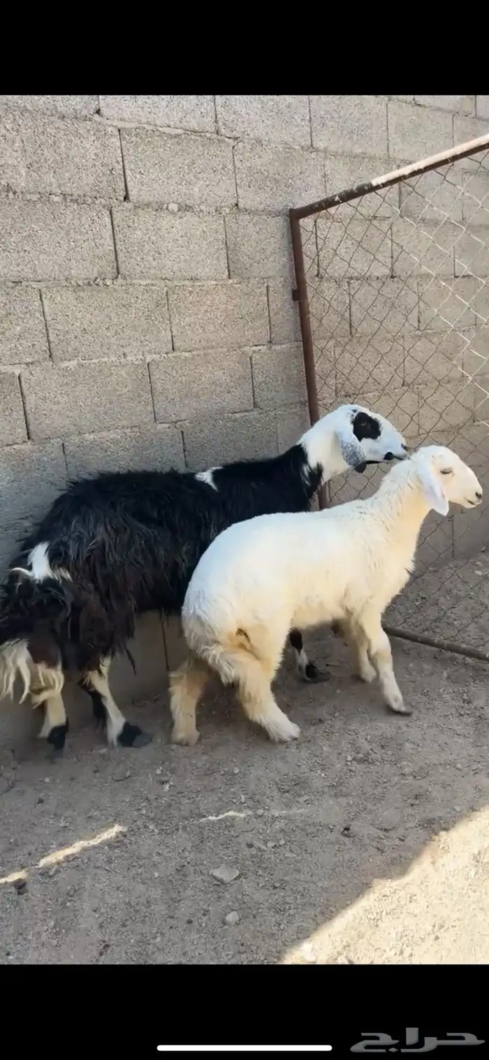 خلفه تحتها رخل 0