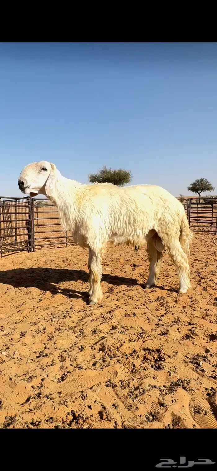 للبيع فحل نجدي عيسي 0