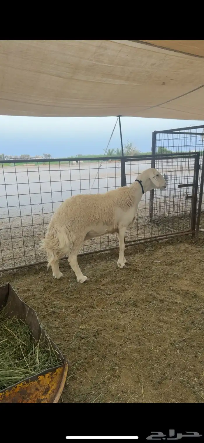 للبيع شاه صنف طيبه 0