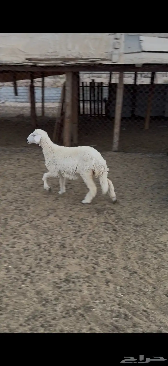 رخل اربعه شهور 1
