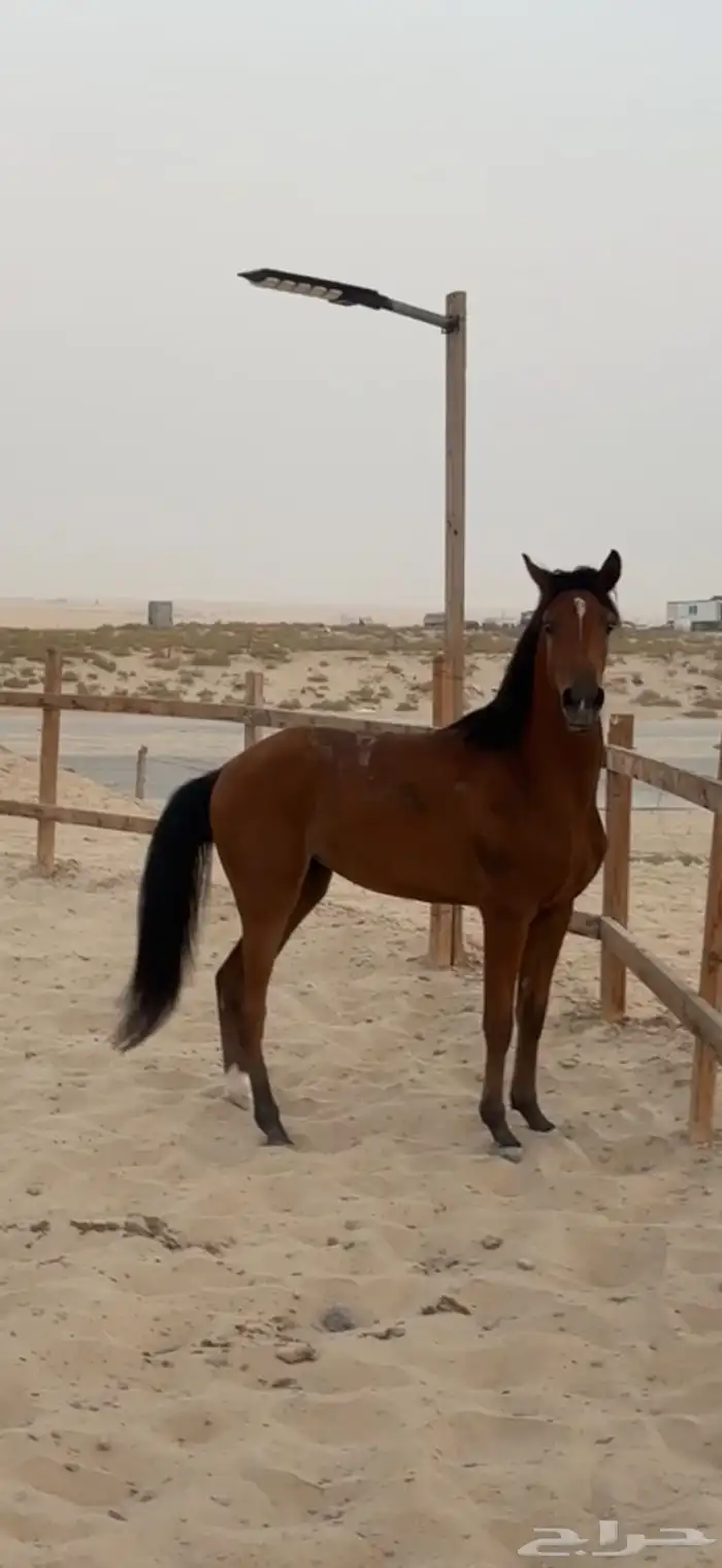 مهره واهو خيل 0