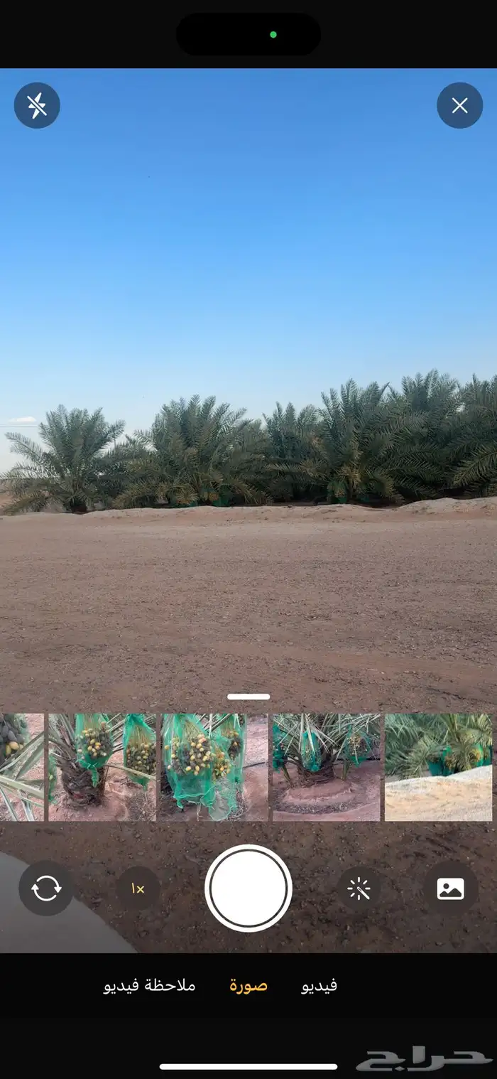 للبيع ثمر النخل سكري وخلاص عدد 180 نخله 0
