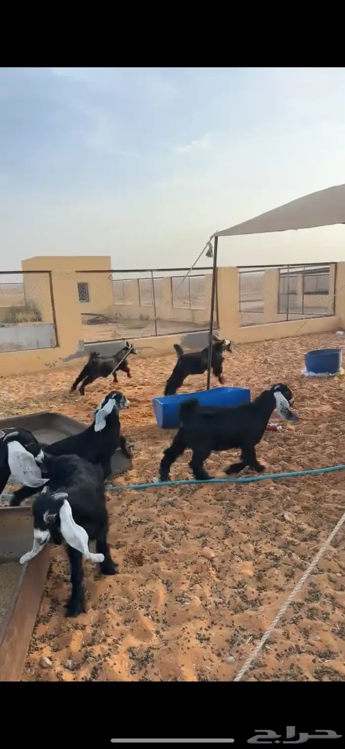 ذبايح بلدي فاخره 2