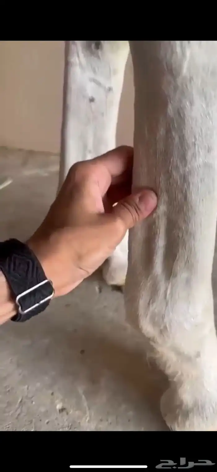 الحصان حار و دمه قوي جدا 17