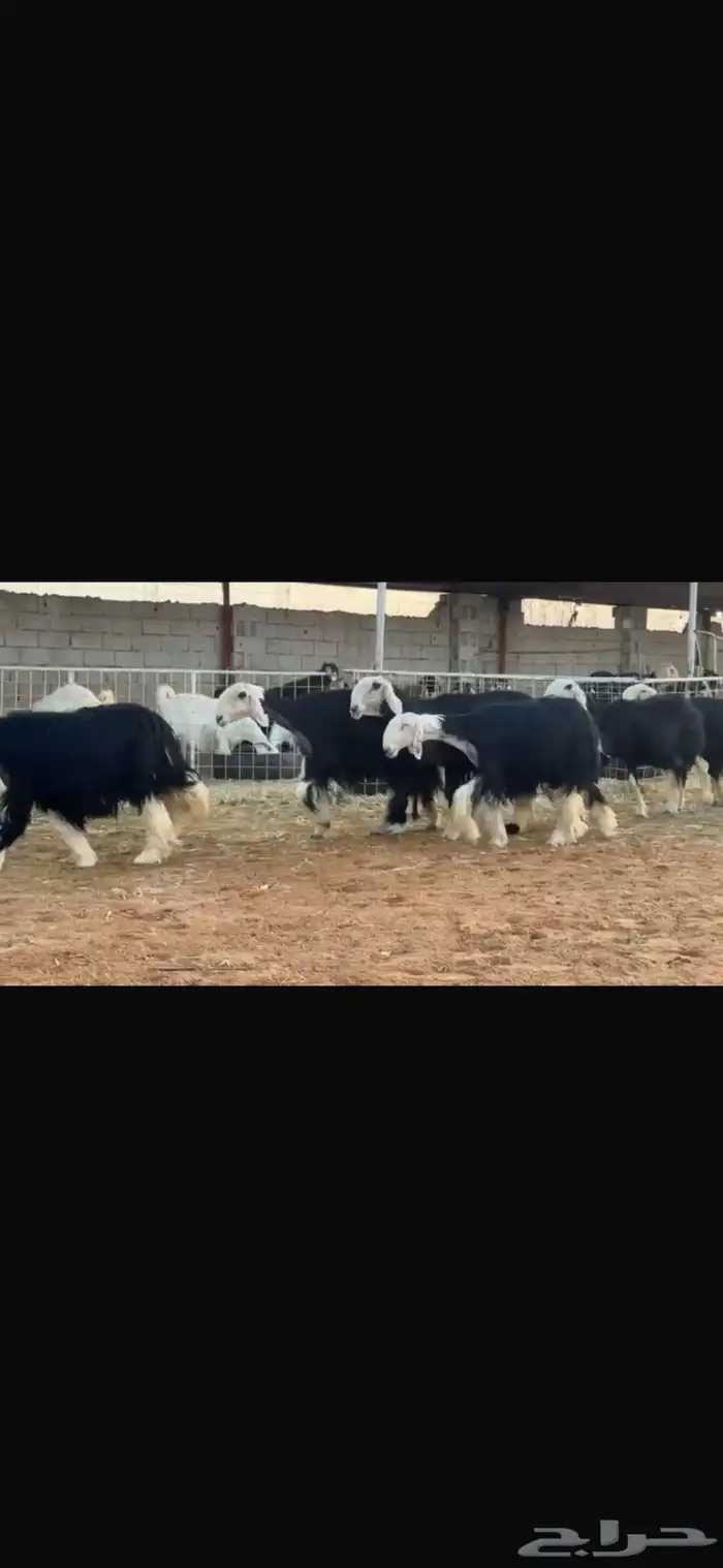 عرض نجد مواليد 4