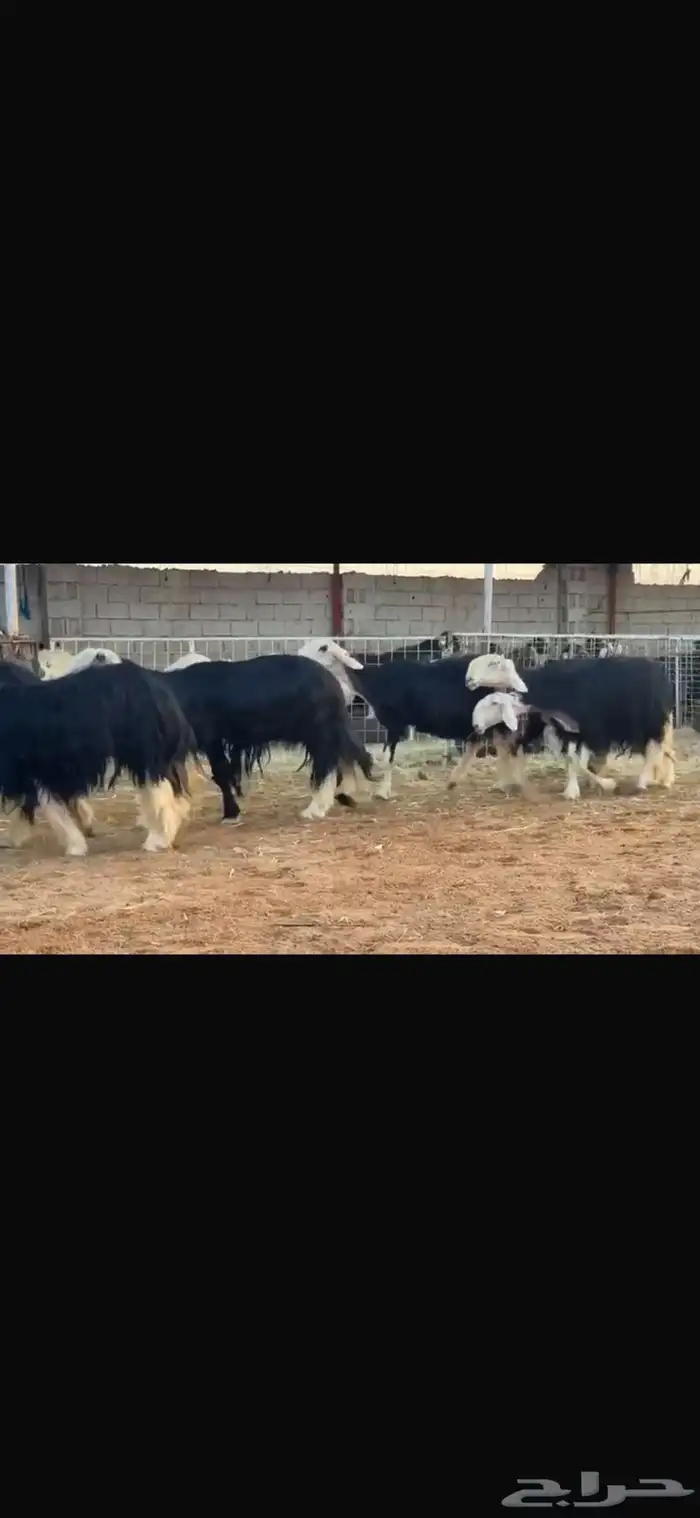عرض نجد مواليد 2