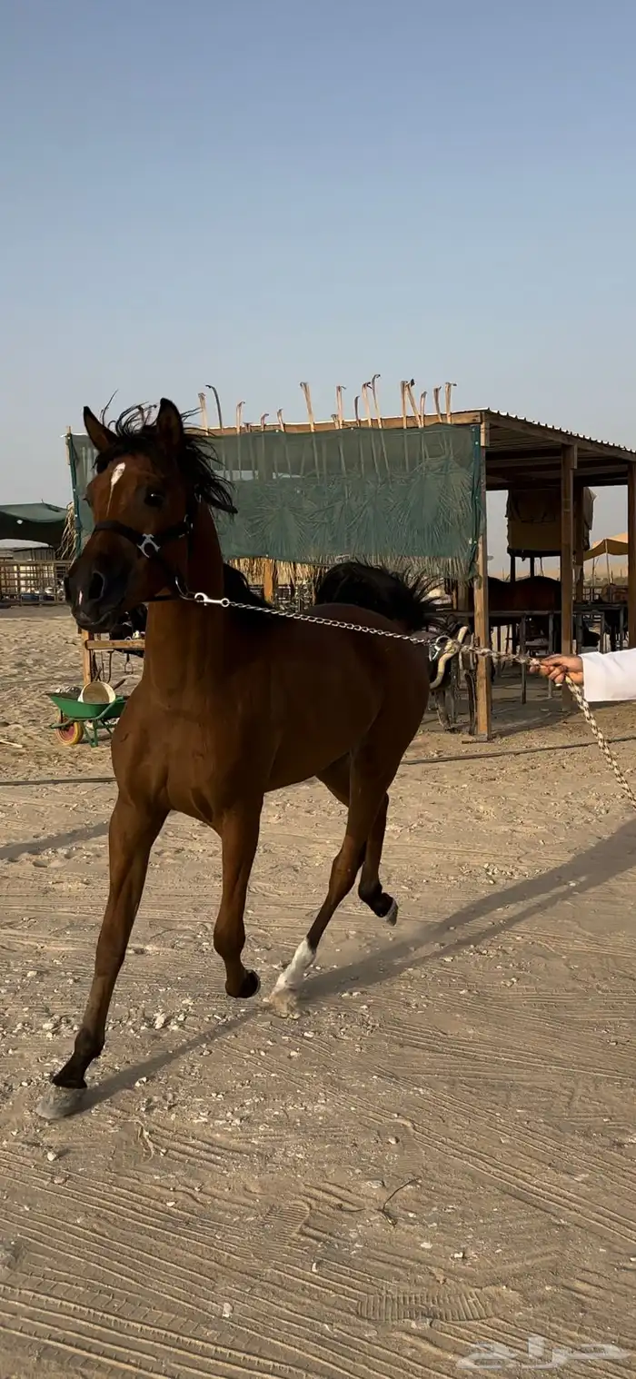 مهره واهو خيل 2