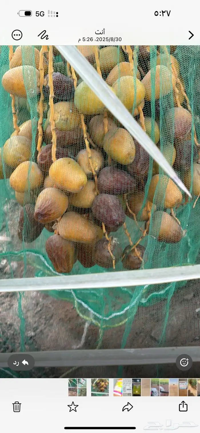 للبيع ثمر النخل سكري وخلاص عدد 180 نخله 11