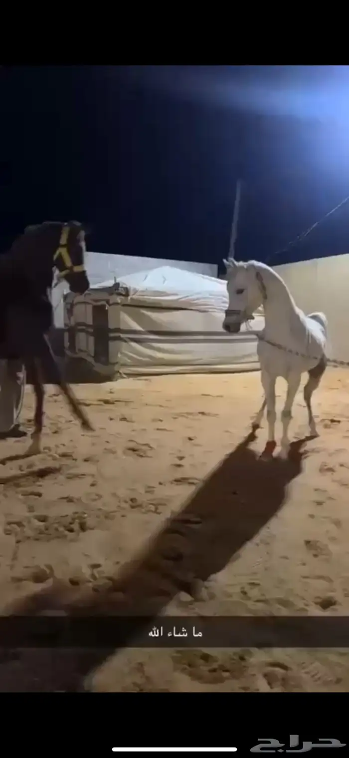 الحصان حار و دمه قوي جدا 2