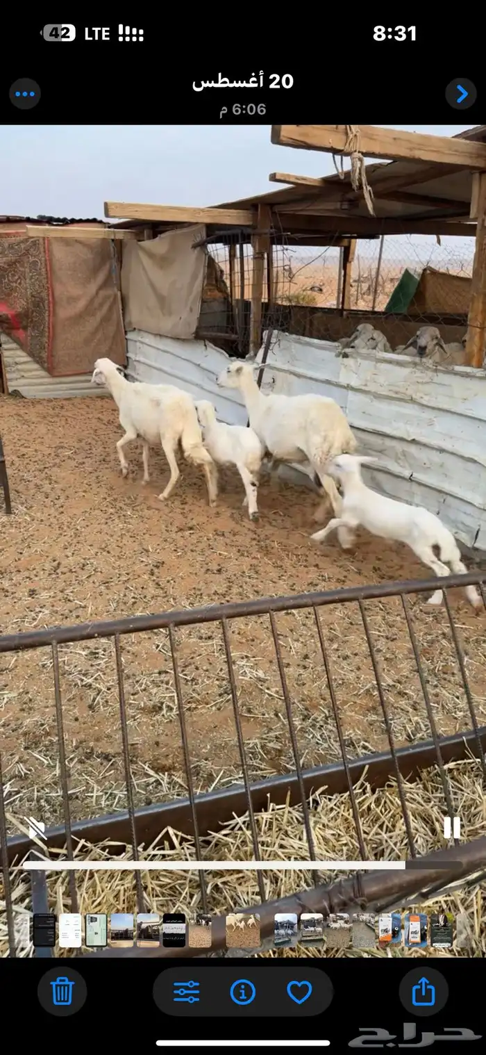 للبيع شاتين 0