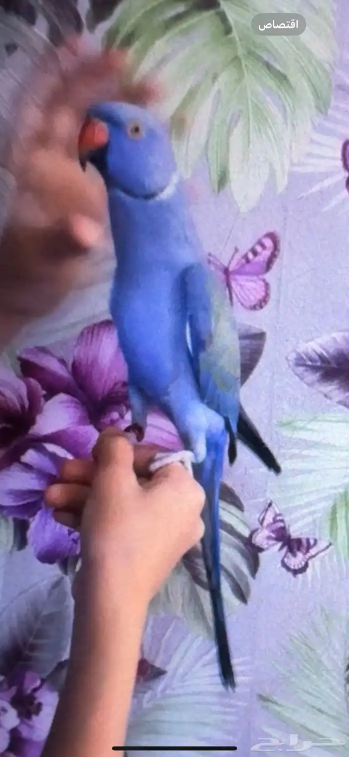 دره هولندي 1