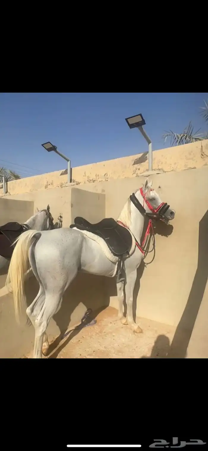 الحصان حار و دمه قوي جدا 1