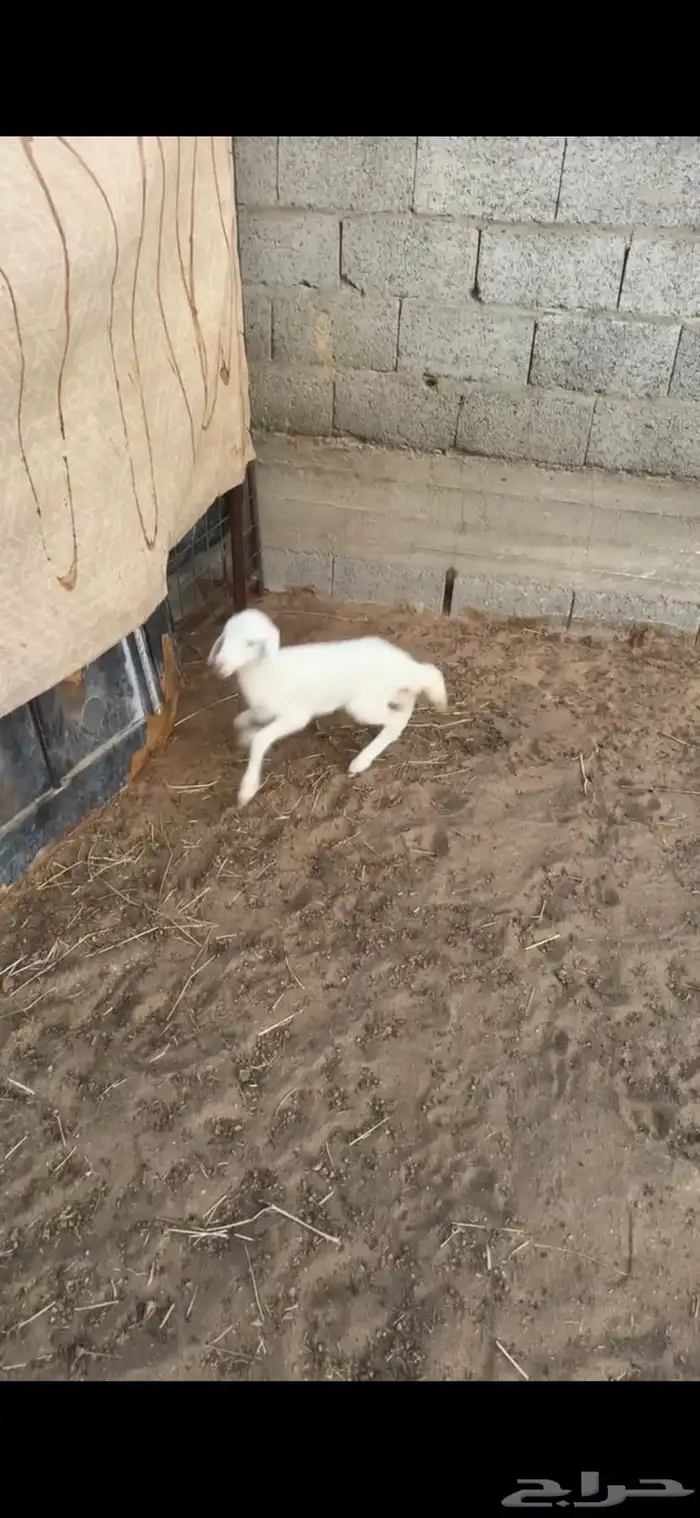 رخل حريه داغور 4