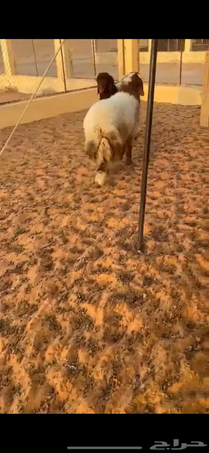ذبايح بلدي فاخره 10