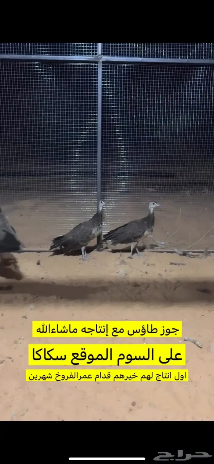 طاوس منتج للبيع 1