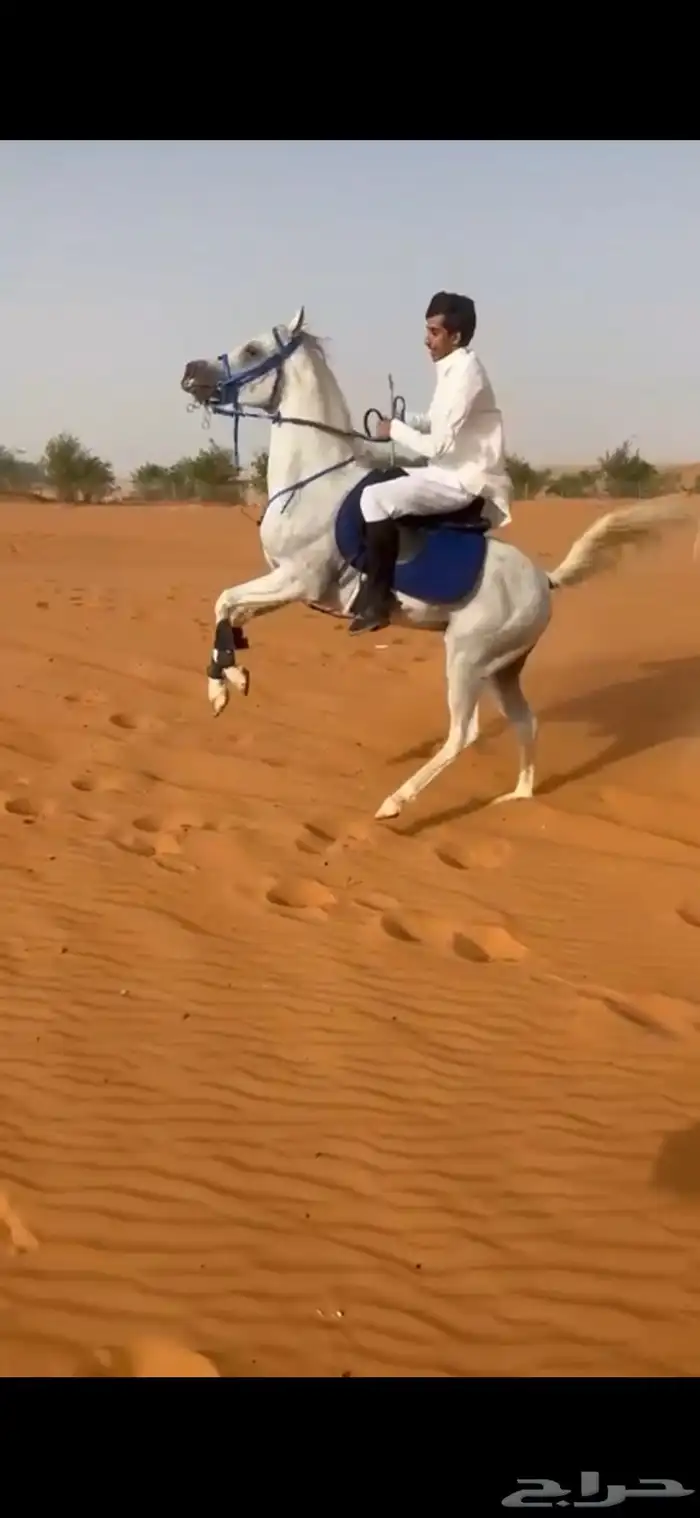 الحصان حار و دمه قوي جدا 11