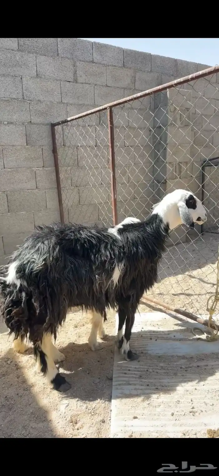 خلفه تحتها رخل 1