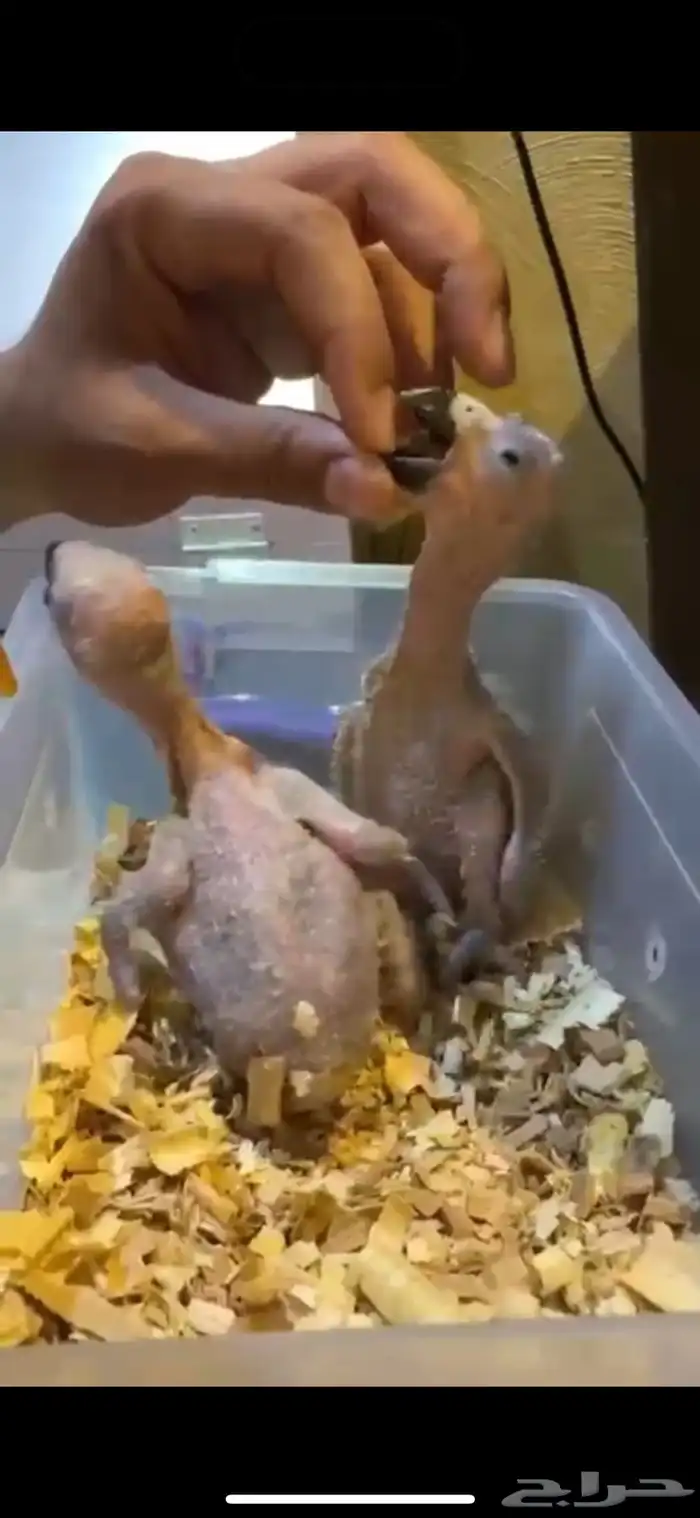 فرخ كاسكو انتاج محلي حجم بطل باقي فرخ 1