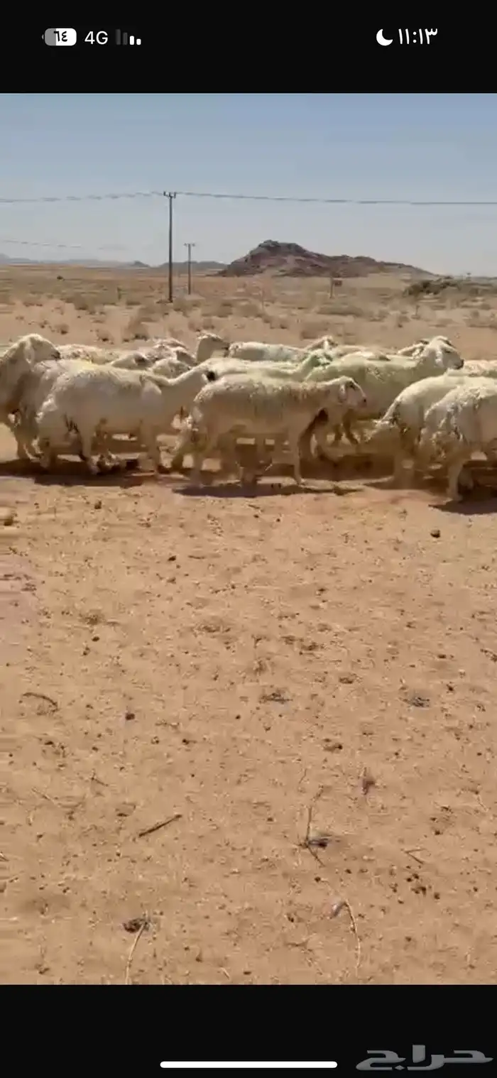 غنم مراح واحد منوت القناي 6