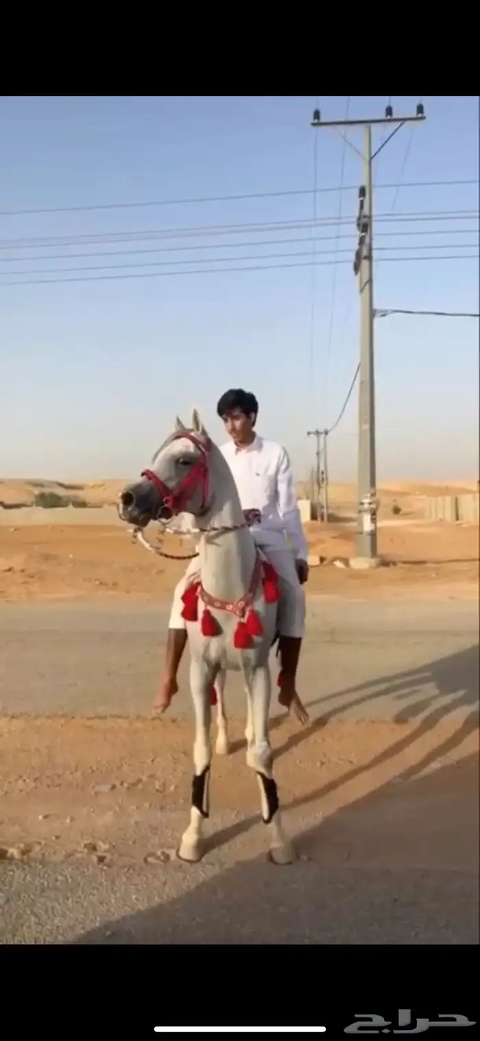 الحصان حار و دمه قوي جدا 4