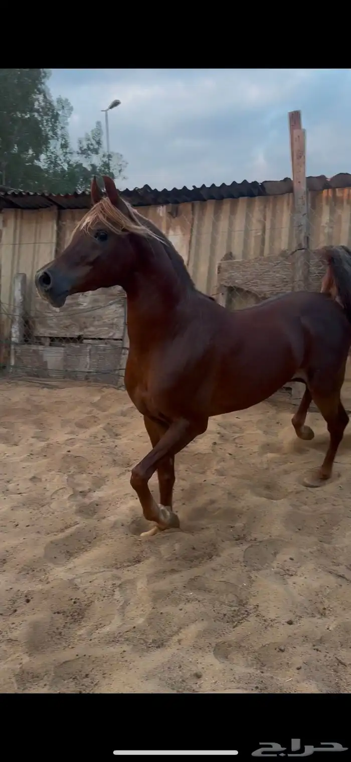 حصان 0