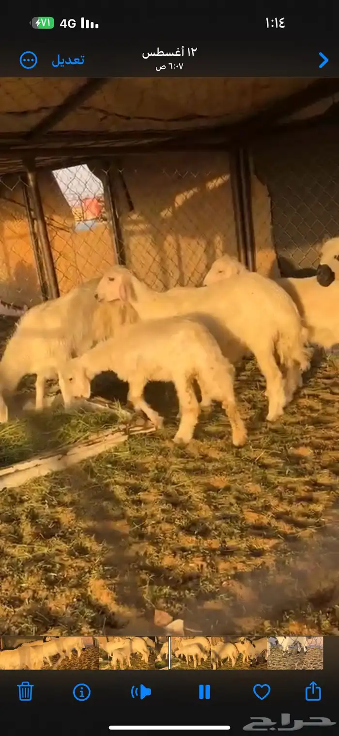 رخلين وخرفين صفر صنف كفو 7