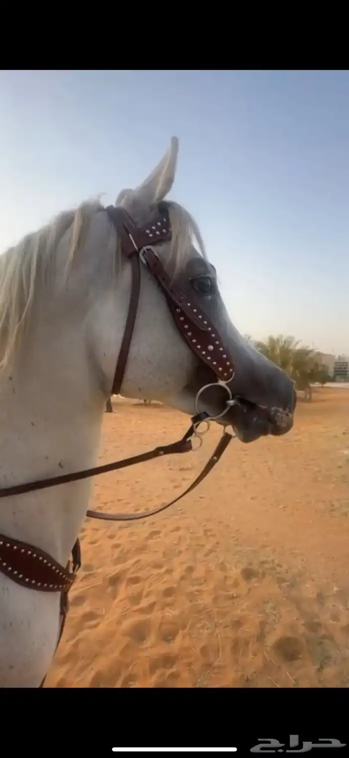 الحصان حار و دمه قوي جدا 9