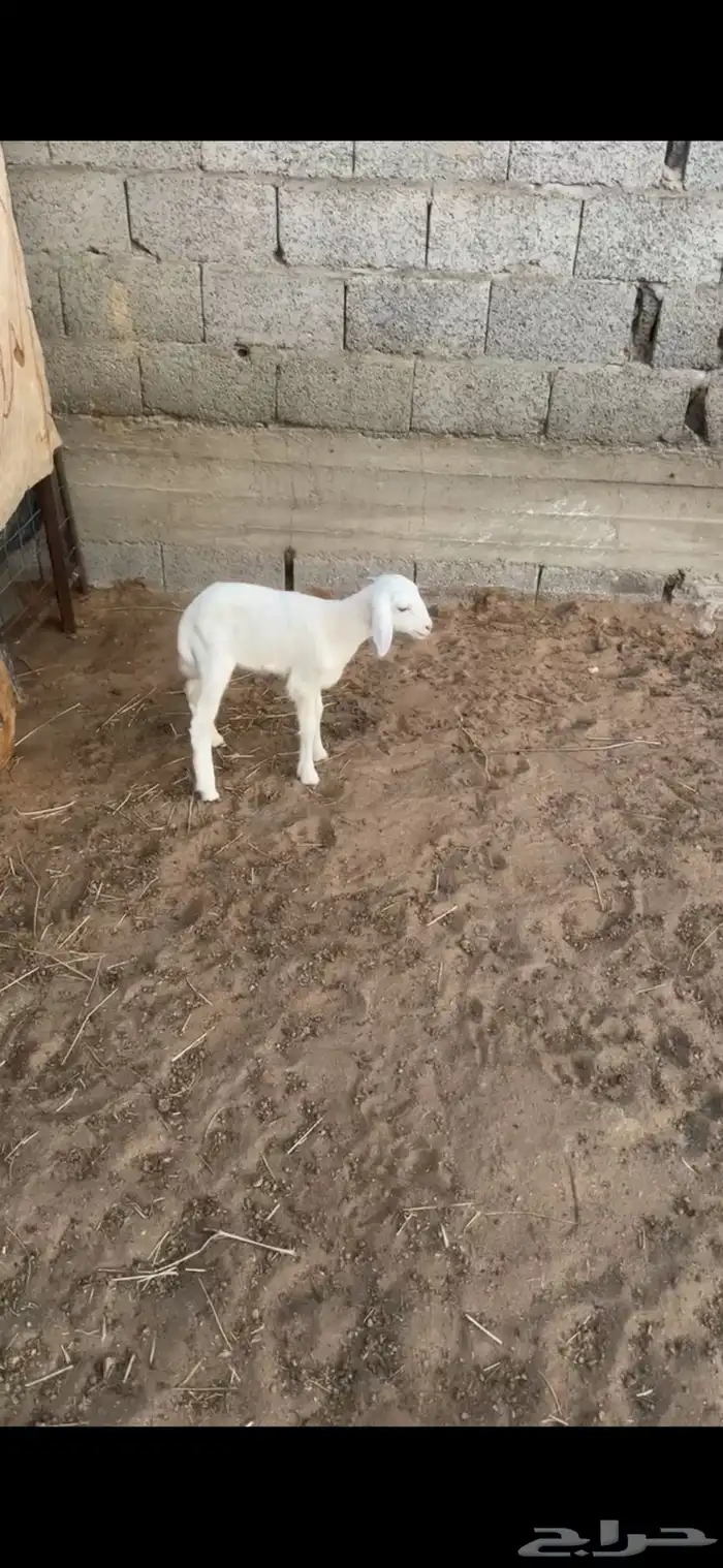رخل حريه داغور 0