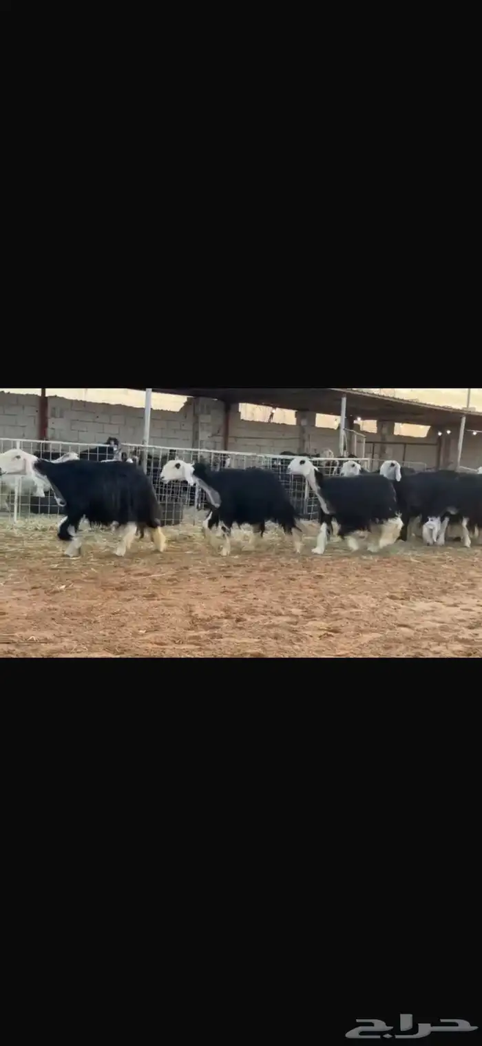 عرض نجد مواليد 7