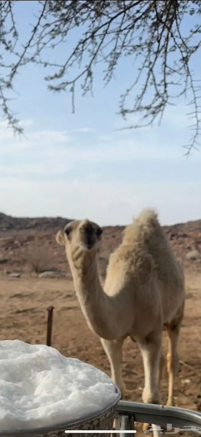 للبيع قعودين نوادر  . 0