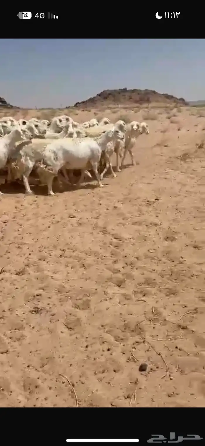 غنم مراح واحد منوت القناي 4