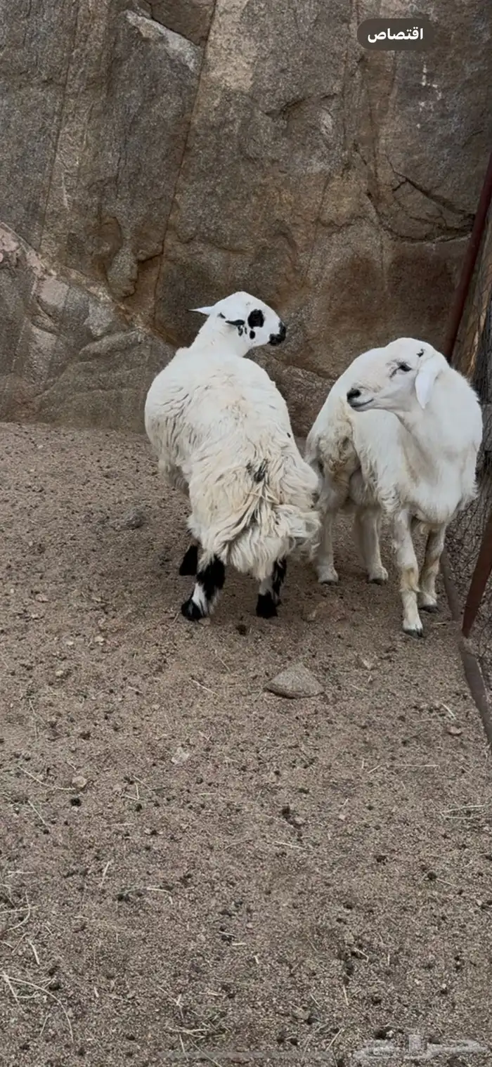 للبيع خرفان بلديات 2