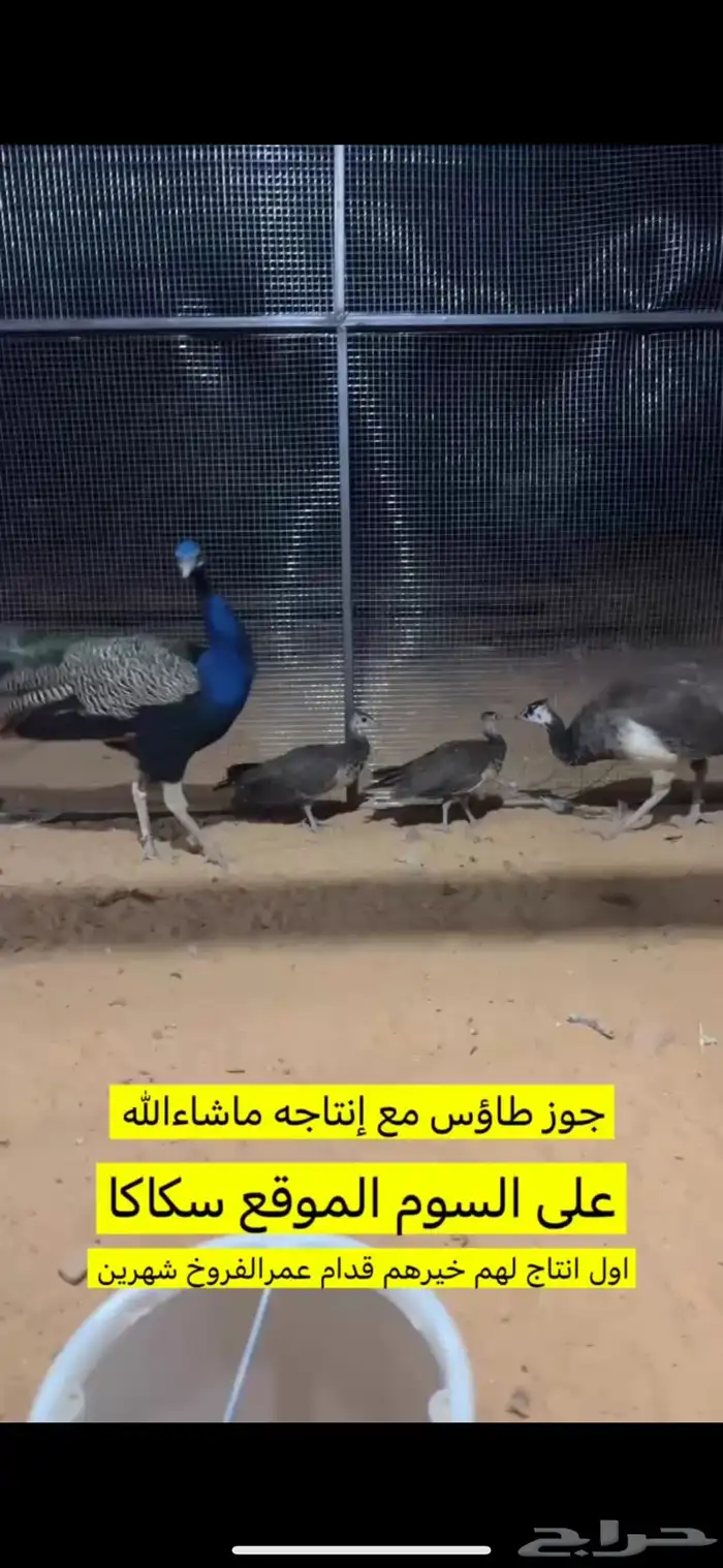طاوس منتج للبيع 0