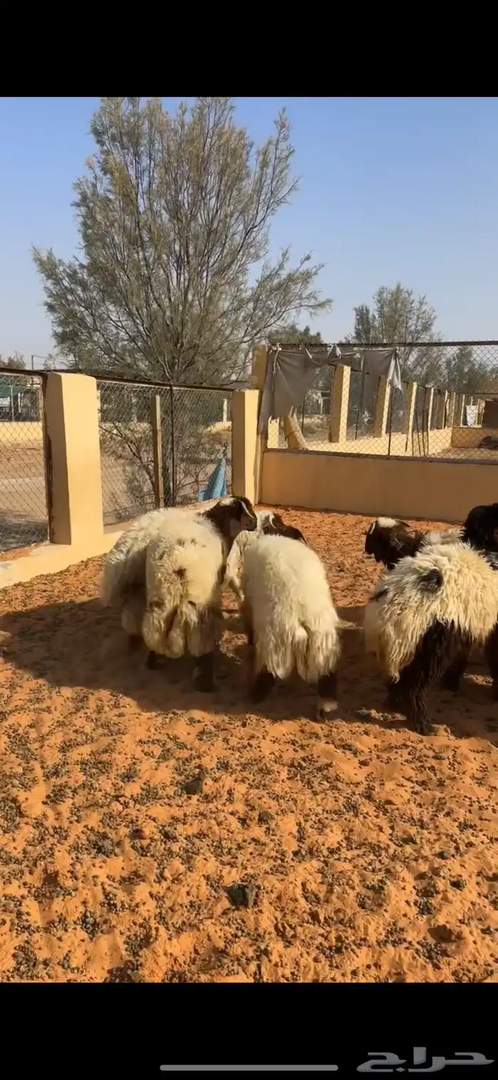 ذبايح بلدي فاخره 3