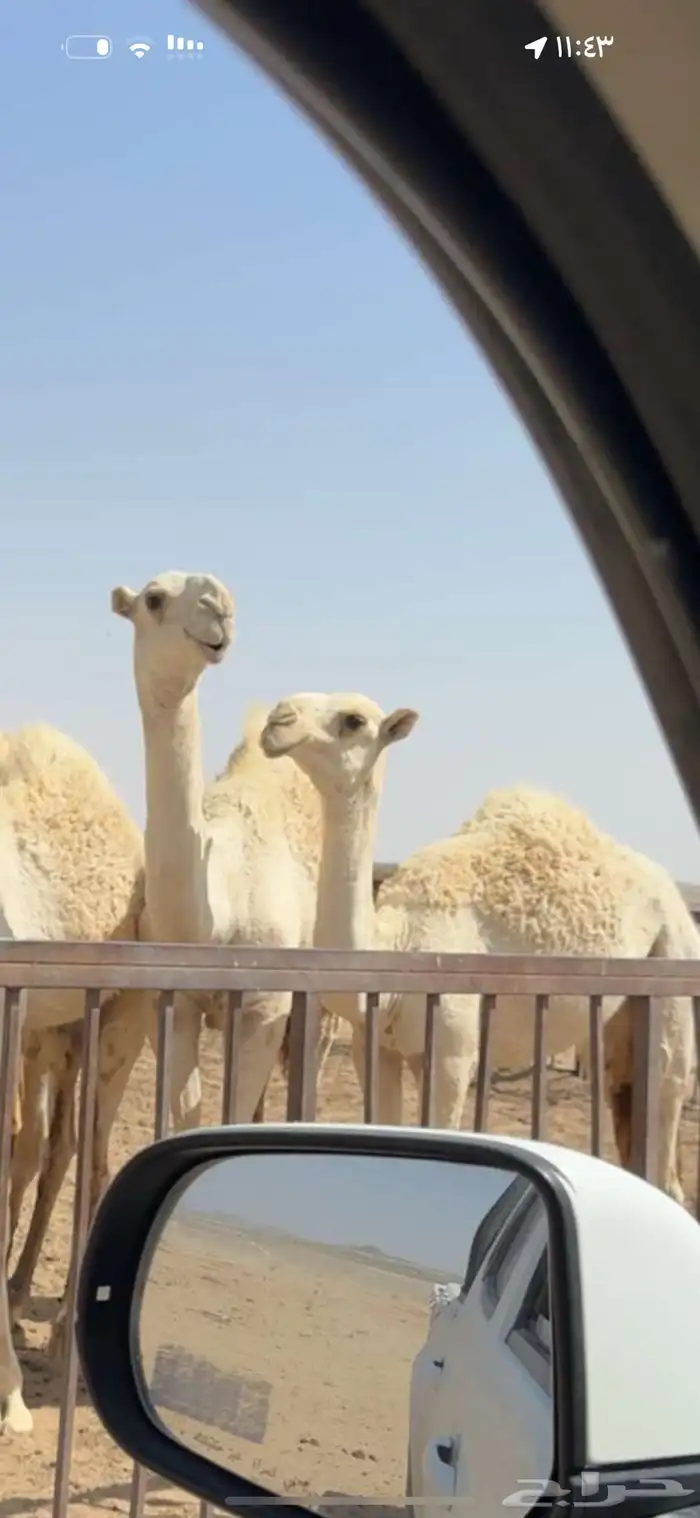 فحل منتج على غريب بعير هزاع ابا اروس العنزي 3