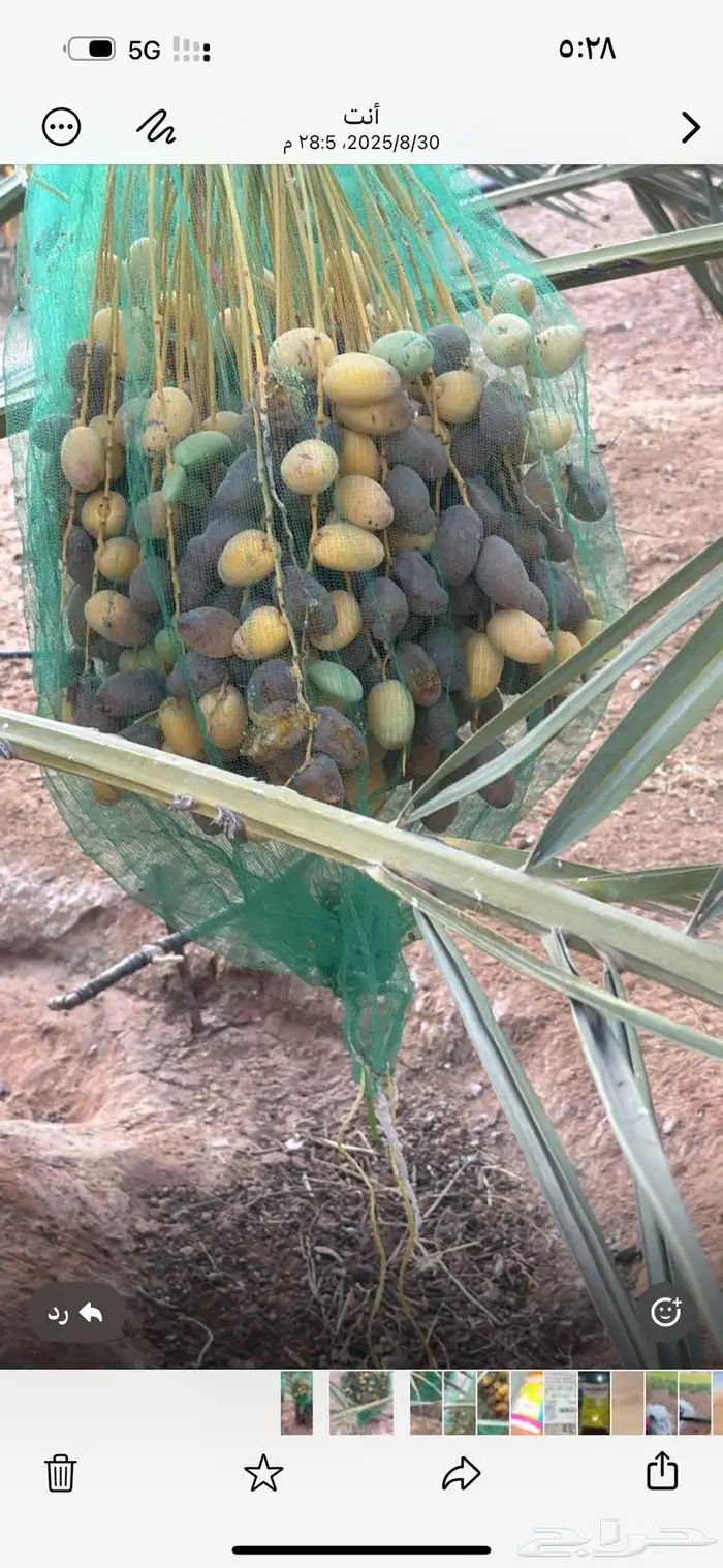 للبيع ثمر النخل سكري وخلاص عدد 180 نخله 7