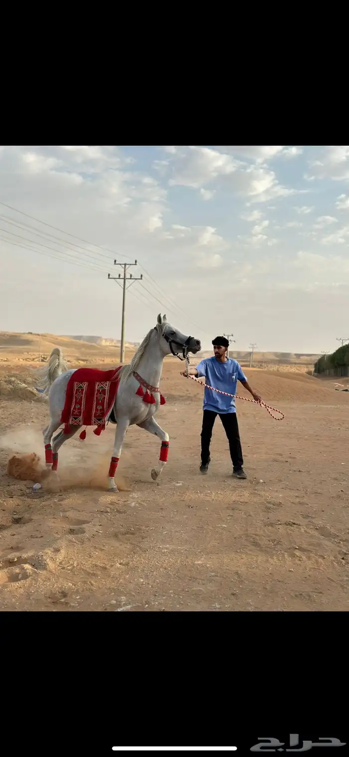 الحصان حار و دمه قوي جدا 6