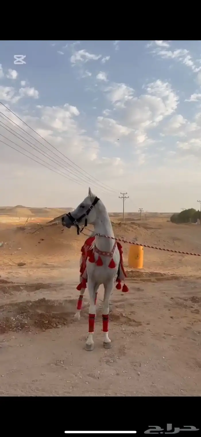 الحصان حار و دمه قوي جدا 5