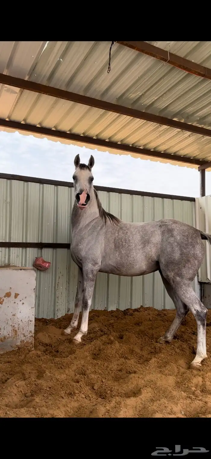 فرس كفو سليمه شرط 4