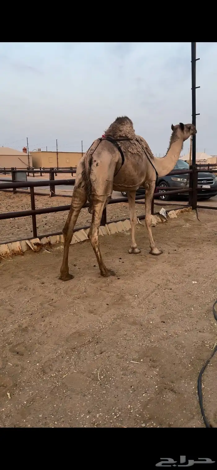 خفوت صفرا تو معزول ولدها 1