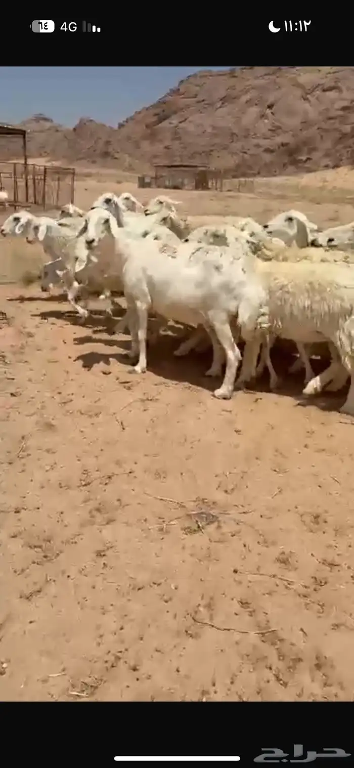 غنم مراح واحد منوت القناي 2