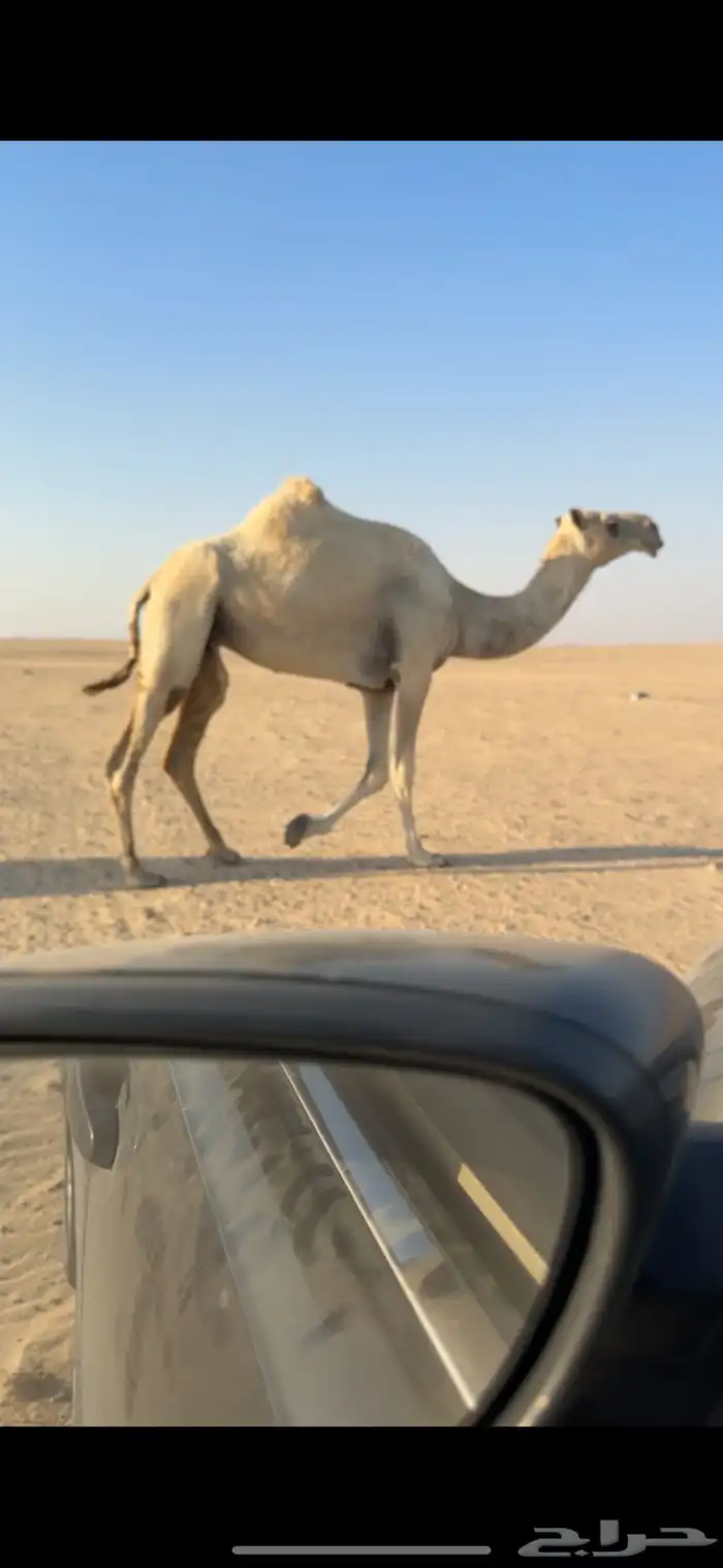 ناقة وضحا 2