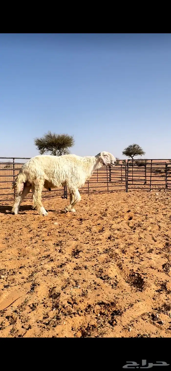 للبيع فحل نجدي عيسي 1