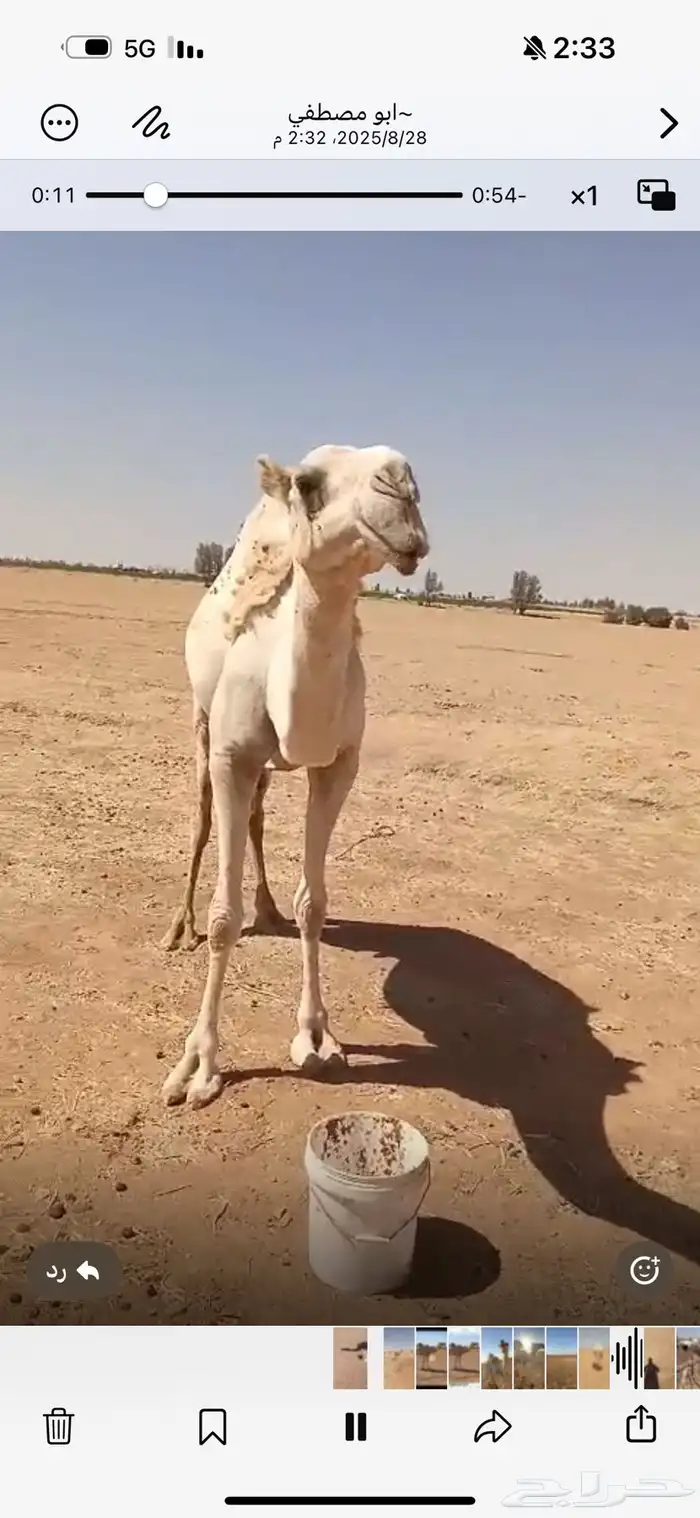 عشاير 3مع بكارهن ولقحه 1