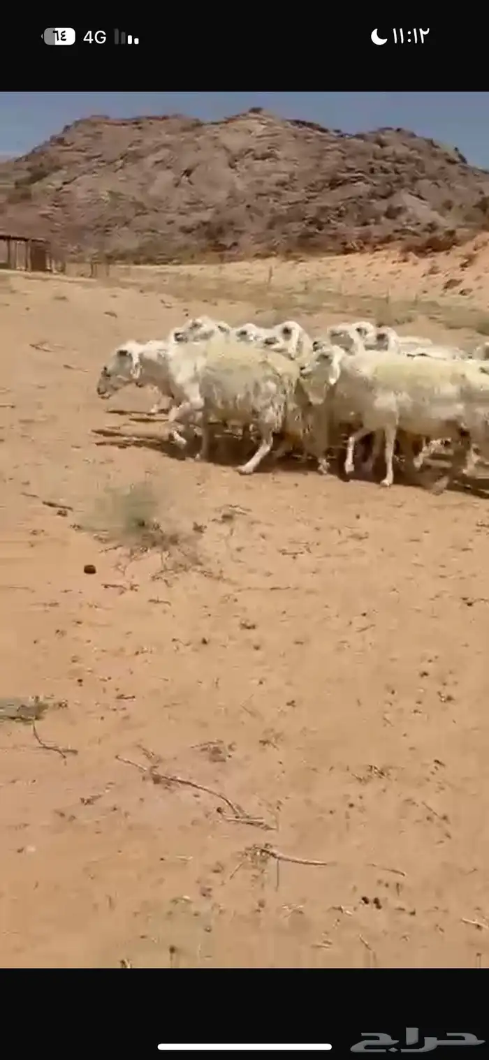غنم مراح واحد منوت القناي 0