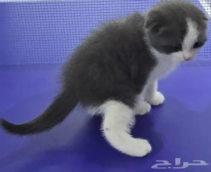 قط للبيع 2